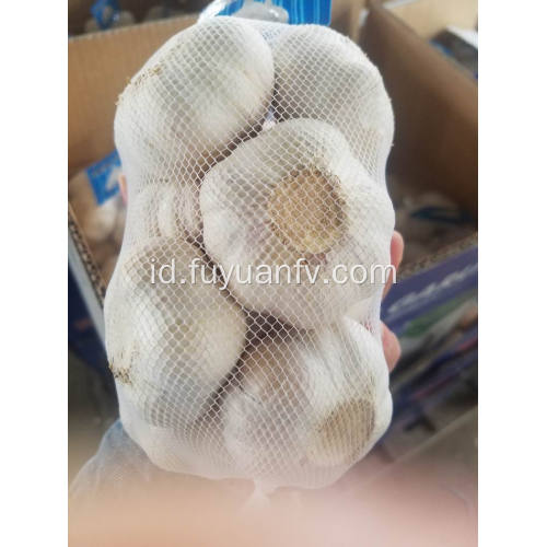 Ukuran 5cm bawang putih putih normal